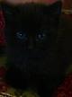 Чёрный котенок мальчик в дар
