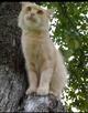 Сибирская персиковая кошка в дар