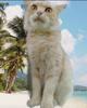 Сибирская персиковая кошка в дар